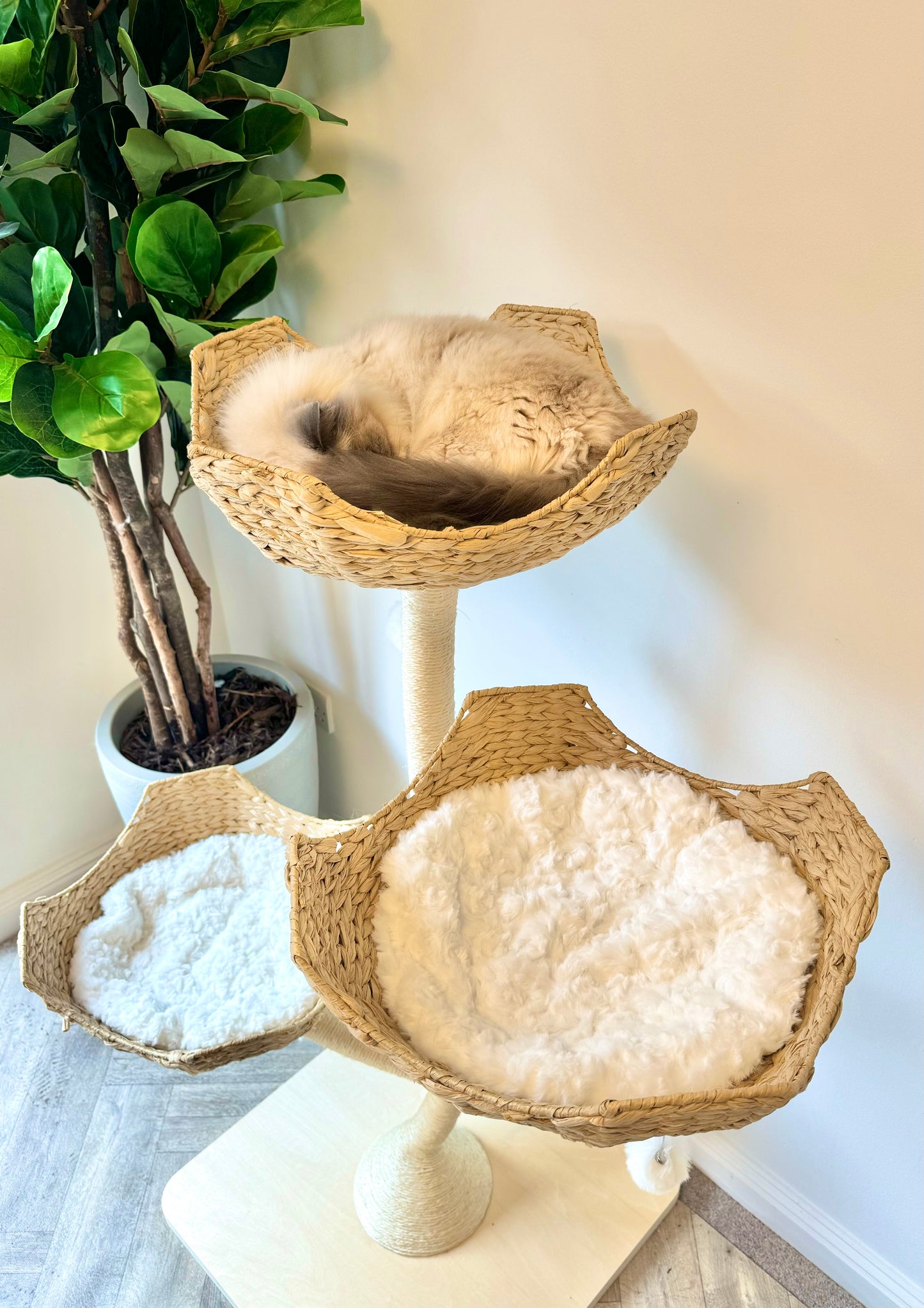 Aesthetic Natural Neutral Bonsai style cat tree tower